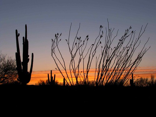 2010 arizona cacti desert gps landscapes ocotillofouquieriasplendens saguarocactuscarnegieagigantea succulents sunsets usa unitedstatesofamerica