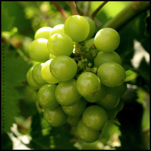 españa canon wine grape vinho cataluña vino uvas ripollet lavid canonef50mmf18ii vinicultura canoneos400ddigital villaderipollet m®©ãǿ►ðȅtǭǹȁðǿr◄© marcovianna