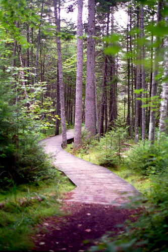 trees forest paul woods boardwalk vic smiths adirondack