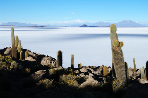 cactus white cacti de view salt bolivia plains overlook plain salar uyuni salardeuyuni