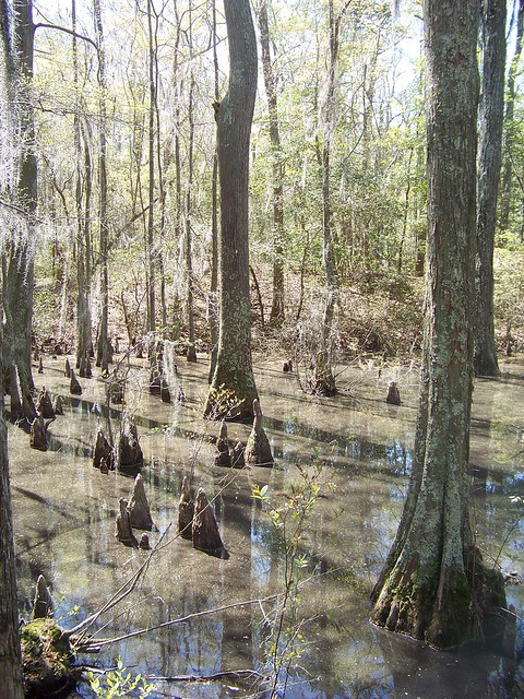 The Bald Cypress and Osmanthus Trails wind through and over the cypress pools.