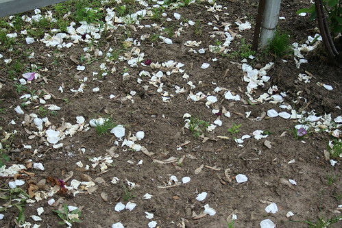 roses brown white green history rose petals petal dirt rosepetals rosepetal rosesinjanuary clintonpappyjones