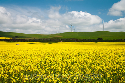 flowers green nature field yellow outdoors farm meadow australia windmills hills crop electricity sa agriculture southaustralia generation agricultural canola rapeseed burra powergeneration