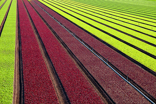 california winter arizona field farm row lettuce crop ag farms crops agriculture