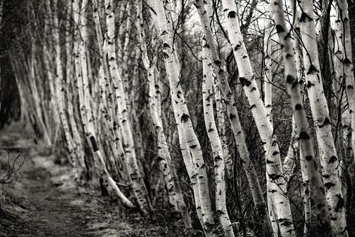 blackandwhite bw monochrome path maine birch acadianationalpark gobruins greatmeadow niksilverefex