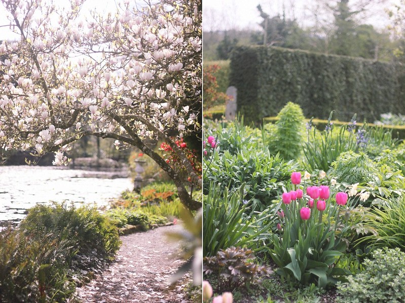 magnolia tree and tulips altamont garden