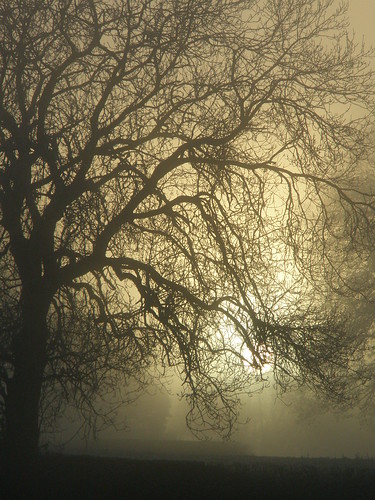 mist tree sunrise frost ash