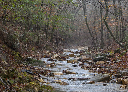 trees winter tree water rock fog creek forest canon eos is leaf woods ar nationalforest trail twig arkansas usm onf ouachitanationalforest ef70200mm f28l 70200f28l shadylake canoneos5dmarkii 5dmarkii