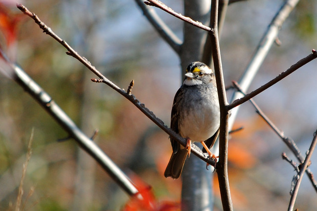 A White-throated Sparrow at Virginia State Parks
