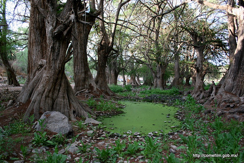 paisajes film mexico landscapes forests aguascalientes locations hacienda bosques locaciones elsabinal mexicanfilmcommission comisionmexicanadefilmaciones comefilm