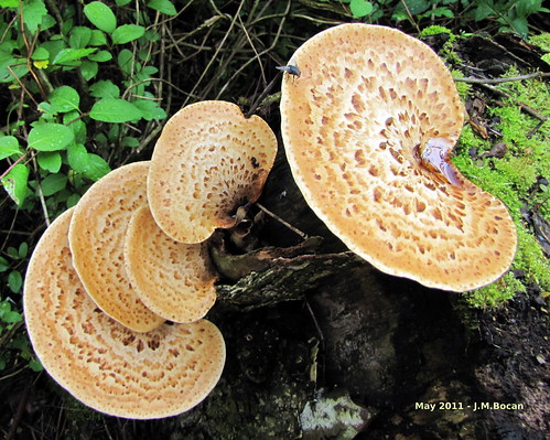 mushrooms fungi fungus