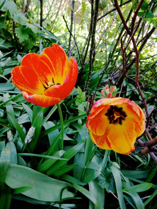 Tulipes under my window