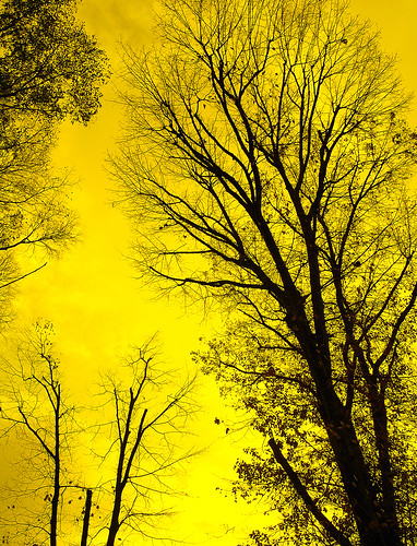 milan texture yellow alberi photoshop milano silouette rami fiatlux sigmadp1s alberigiallo