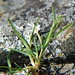 Poaceae - Photo (c) Tab Tannery, algunos derechos reservados (CC BY-NC-SA)