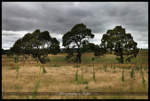new trees sky grass wales grey south australia nsw greysky paddock berrima