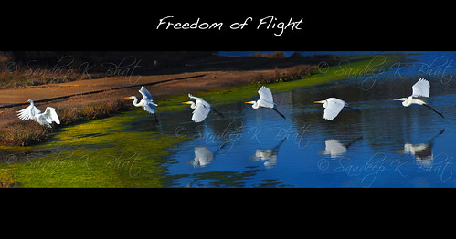 california blue white green bird water santabarbara reflections spread flying wings nikon pacific crane flight lagoon algae graceful egret stork ucsb apart d90