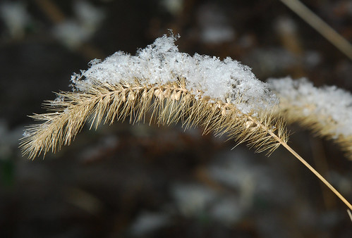 winter snow macro firstsnow mybackyard grassstem