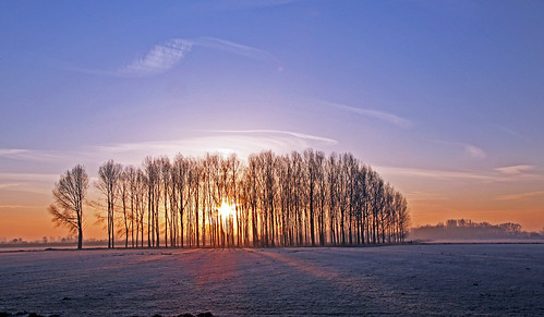 winter mist betuwefotograaf gelderlandweer bomenfotograaf