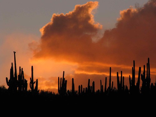 arizona usa cacti landscapes flickr desert unitedstatesofamerica sunsets 2010 saguarocactuscarnegieagigantea gpsapprox