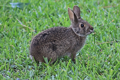 backyard wildlife rabbit wild bunny kingwood texas tx may 2011 unauthorizedusestrictlyprohibited allcommercialuseprohibited copyright allrightsreserved bennypix