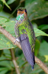 Green-crowned Brilliant, immature male