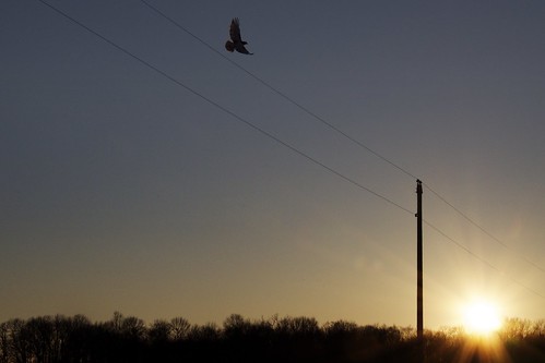 sunset ohio bird wire eagle flight fremont oh lindsey crow d90 picciuto