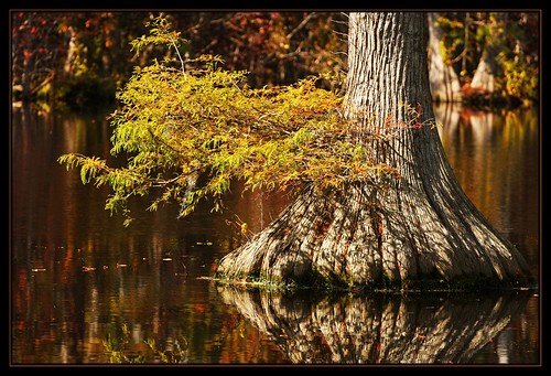 autumn reflection tree nc fallcolors northcarolina trenton millpond brocksmill