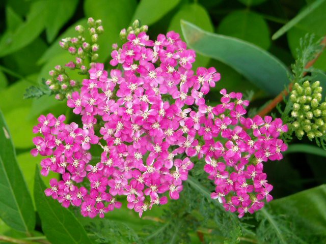 Small Pink Flowers | Flickr - Photo Sharing!