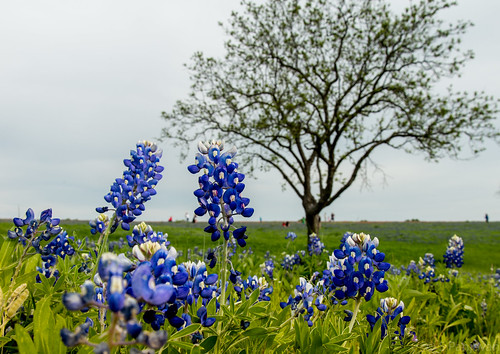 bristol texas afternoon unitedstates fields ennis bluebonnets vr