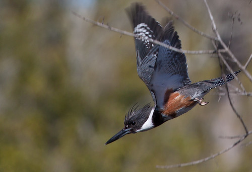 Belted Kingfisher