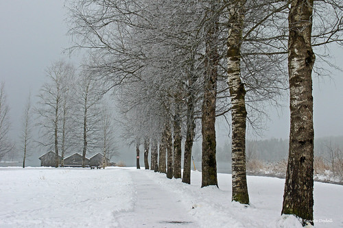 schnee winter house mist lake snow fog bayern bavaria see nebel path hütte birch weg birke kochelsee birken schlehdorf mygearandme mygearandmepremium mygearandmebronze dorenawm