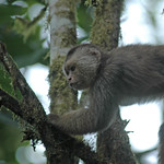 Monos Capuchinos soltados en la selva virgen de la Reserva Buenaventura de la Fundación “Jocotoco” de Piñas