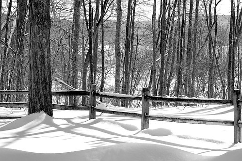 trees winter bw snow newyork monochrome blackwhite woods upstatenewyork newyorkstate glimmerglass otsegolake otsegocounty wiobw edbrodzinsky