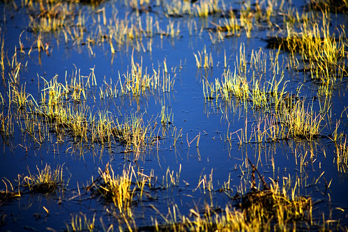 arizona lake water grass flagstaff lakemary