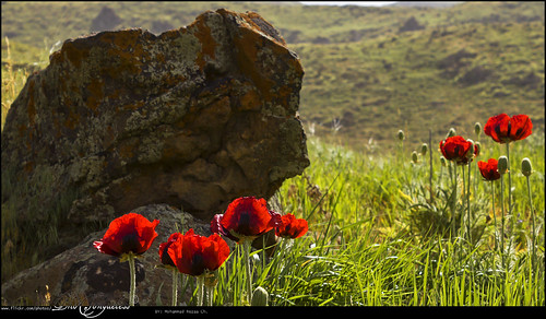 rock landscape iran mazandaran lar ایران plain copse irn شقایق مازندران دشت منظره صخره لار