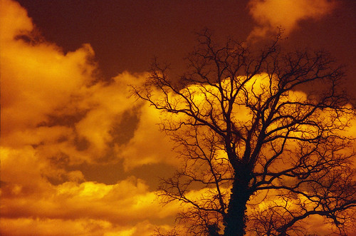 park sky tree film up silhouette clouds analog virginia alone branch kodak branches rangefinder lookingup trunk isolation smithfield isolated kodakgold400 konicaautos2 redscale redscaled windsorcastlepark