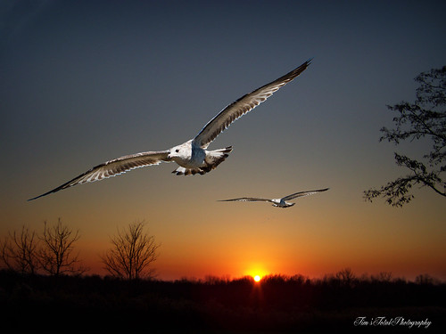sunset birds canon kodak goinghome