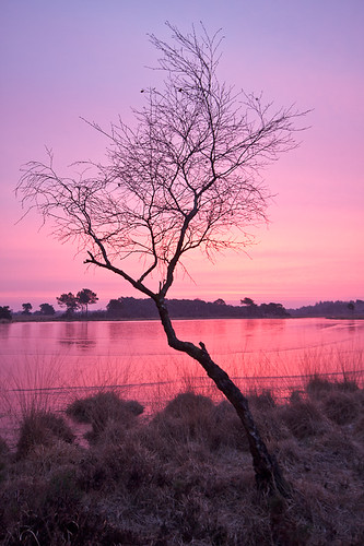 morning pink sky tree ice grass sunrise early strabrechtseheide grafven