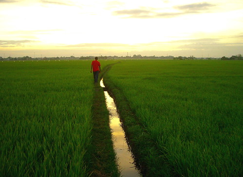sunset reflection green rice pentax philippines sanjose ricefields pinoy tarlac definitive wowphilippines teampilipinas canonites 100commentgroup mygearandme mygearandmepremium depinitibo