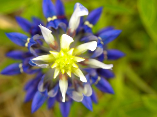 flowers macro nature texas bluebonnets kingwoodtx