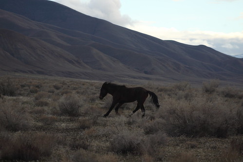horses horse usa animal wildlife nevada run mustang stillwater wildhorses mustangs wildhorse stillwaternationalwildliferefuge