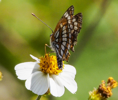 mexico butterflies chiapas hwy307 theonacheckerspotchlosynetheona