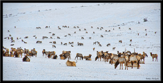 Jackson Hole Wyoming elk refuge