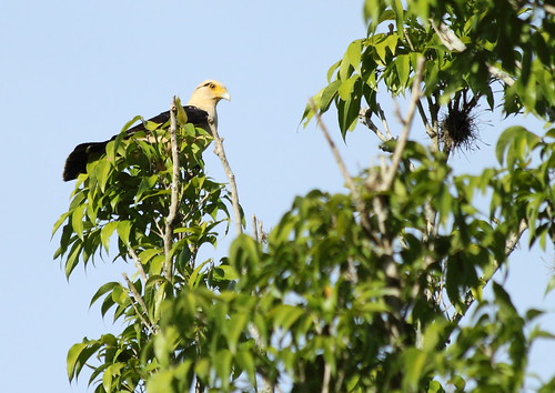 brazil nature birds brasil canon natureza pássaros warley italva