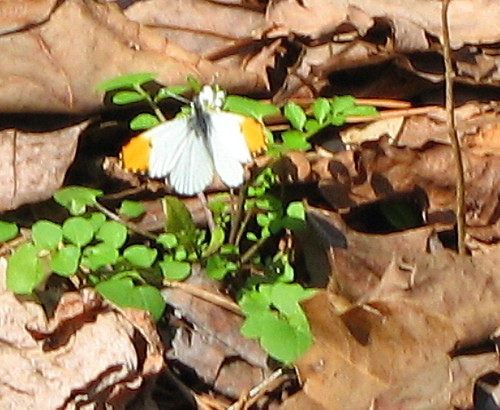 butterfly falcateorangetip anthocharismidea