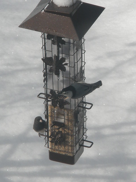 Nuthatches at Feeder