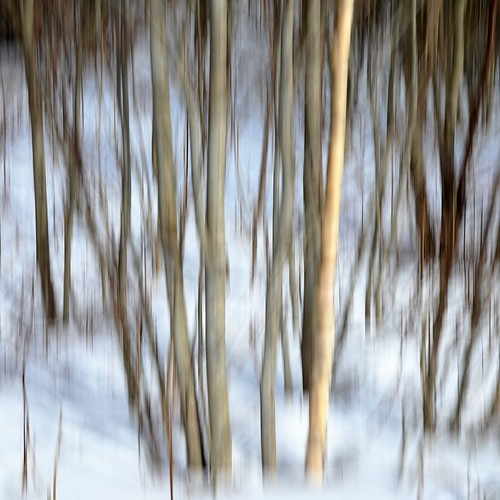winter nature vinter or natur charlesdarwin birch alder photoproject bjørk originofspecies fotoprosjekt nikond7000 18200mmf3556gvrii artenesopprinnelse