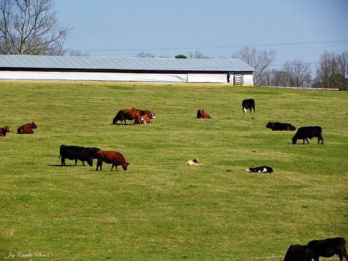 animals georgia cows farms cherokeecounty chickenhouses march122011 fieldspastures