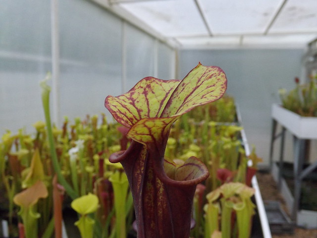 Les sarracenia hybride seedling  14038974075_8dc3a29bba_z