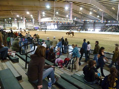 At the horse judging contest
